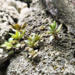 ミリオナブログ