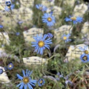 キングフィッシャーデージーと入荷の花たち