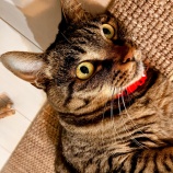 猫を迎えた時を振り返る１