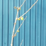 ㈲大江住宅、人呼んで、‘ひごもっこり‘のblog