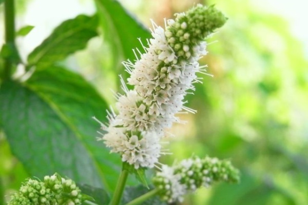 Kochan S ベランダ菜園blog マンションガーデニング 家庭菜園 仙台グルメ キャンペーン情報等 ミント栽培