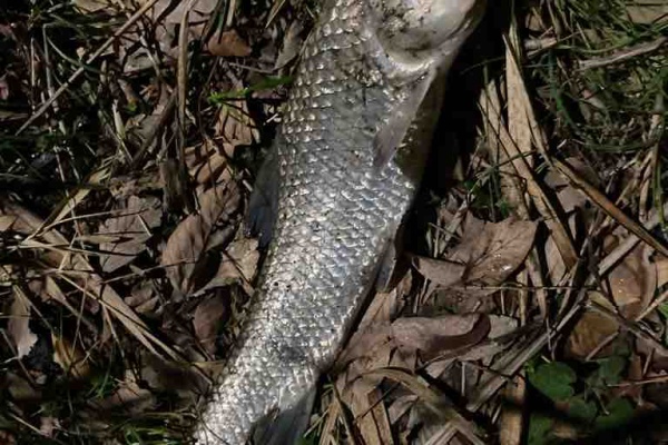埼玉シーバスうお ず 魚 S 中川水系