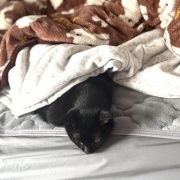 【猫写真】布団の横から顔を出すアヤちゃん