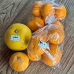 カエル好きの大磯生活