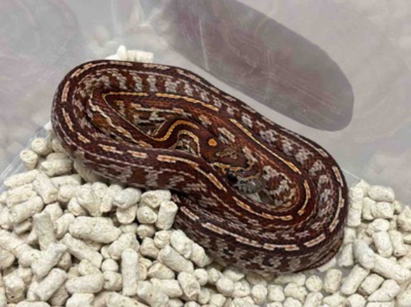 3階ヘビ新入荷