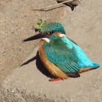 渓流釣りと食べ歩き桐生岩魚のブログ