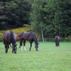 グランデラバーの会
