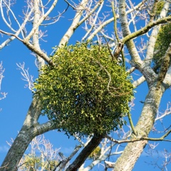 ふだんは気づきにくいが、冬になると目立つあの丸い植物は何？