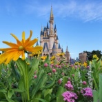 アラフィフ主婦のディズニー年パス日記