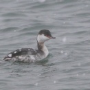海に降る雪にミミカイツブリ Horned Grebe