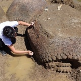 【巨大生物】干上がった川底から2万年前の重装甲哺乳類を発見