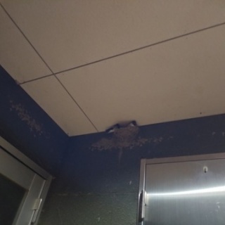 NPO犬猫みなしご救援隊・代表ブログ・みなしご庵へようこそ