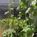 【よもぎ菜園】