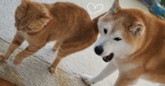 私のビタミンC & D ( cat & dog)♪