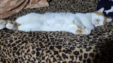 ねこねた（※画像あり）