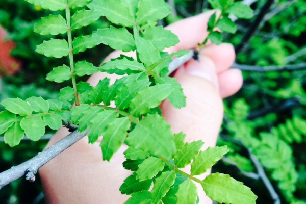 福岡の弁当専門店 辻が花のスタッフブログ