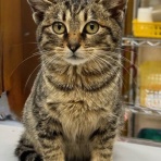 袋井動物病院日記