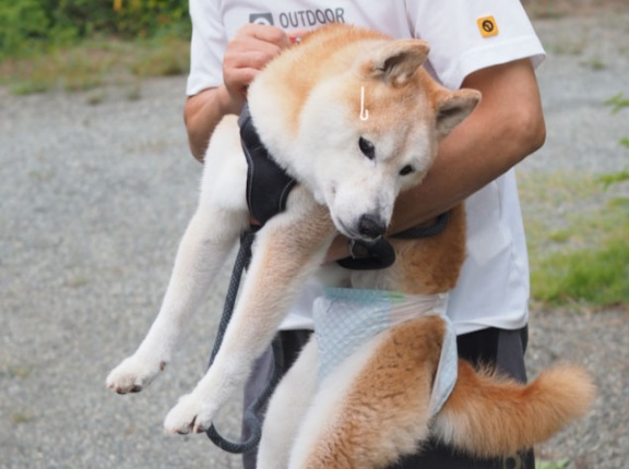 シニア犬貫太、最後のサロンでした
