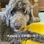 カリフォルニアのばあさんブログ