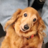 『11月28日(土)~11月29日(日)の営業について』の画像