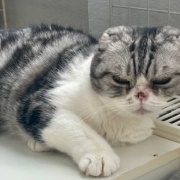 映画「ほどなく、お別れです」（舞台挨拶生中継）を観てきました