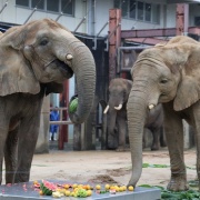 媛ちゃんの19歳のお誕生会♪ (2)
