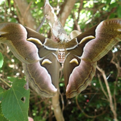イザベラミズアオの学名 : Insect trails