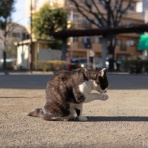 画像フォルダは猫ばかり