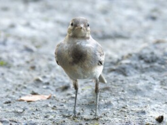 2025年7月20日の野鳥公園