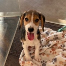 ビーグル君☆彡