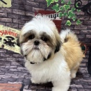 シーズー　シャンプー　別府店　児玉