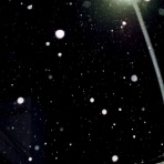 店長の犬猫な日々　山形ペットショップ　店長　ブログ