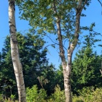 natural field　