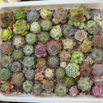 のばらのガーデニングブログ　Hana and Rose Garden+