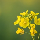 特別でいたい心