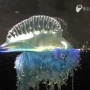 【触るな危険】海岸に超危険生物・カツオノエボシが大量に打ちあがってる模様　対処法を知らないと死ぬ危険性も