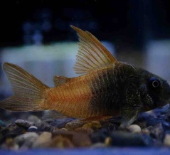 12月13日(土)熱帯魚入荷情報🐟