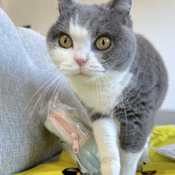 セール品をニャルソック他