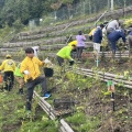足尾の植樹