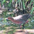 逆光‼️つがいのヒクイナを撮る🐦🐦（多々良沼公園）