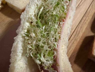 【ご飯日記】サンドイッチって作りすぎちゃう・パンとスープと猫日和