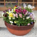 春の寄せ植え その2