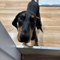 仔犬紹介