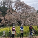 2026年4月　吉高の大桜と佐倉