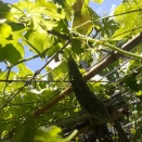 ゴーヤ−リング揚げとポーク卵サンドイッチで朝食。
