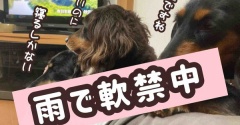 いかがお過ごしですか。