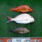 海山フィッシングセンター