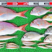 2025年7月13日　釣果
