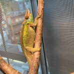 爬虫類クラブＪ千葉ニュータウン店