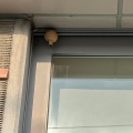 ハチにご注意を！！近づかないでね！